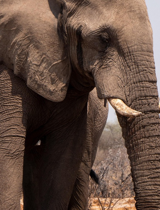 African American therapist with client